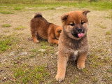 Disponibles à l’achat 3 chiots femelles Shiba Inu LOF