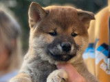 6 chiots Shiba Inu LOF disponibles à la vente