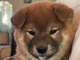 6 chiots Shiba Inu LOF disponibles à la vente