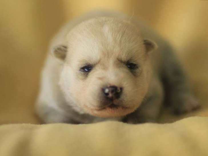 Un chiot mâle  Pomsky LOF disponible à la vente