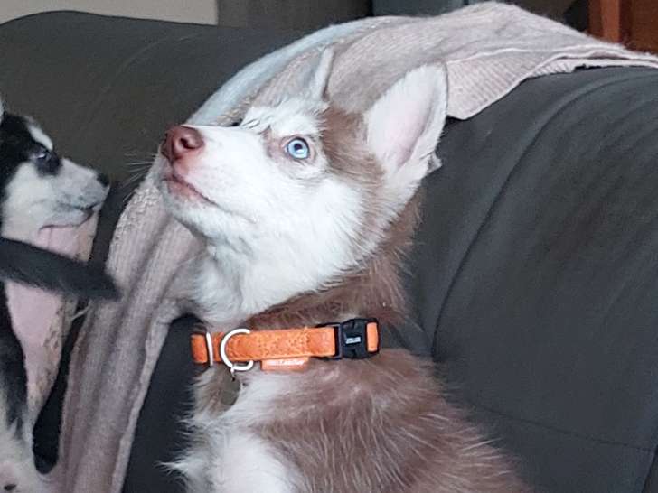 Chiots Husky à vendre