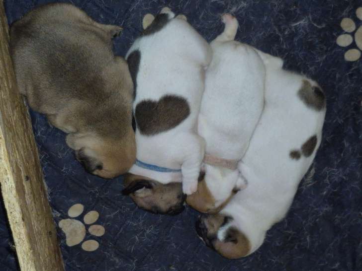 Jolis chiots Bouledogue Français à vendre