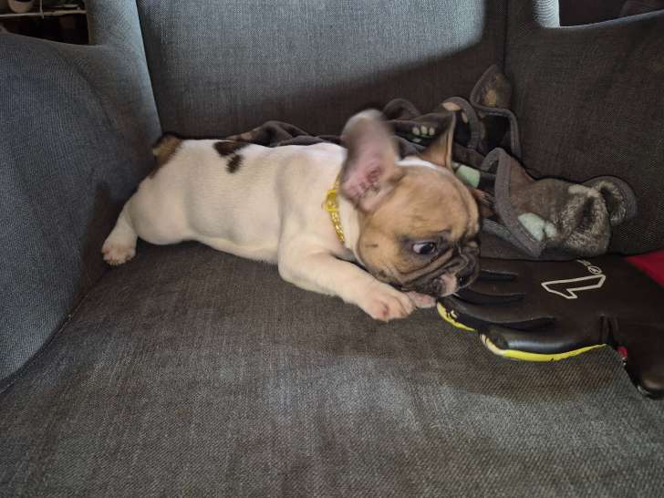 Jolis chiots Bouledogue Français à vendre