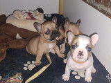 Jolis chiots Bouledogue Français à vendre