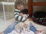 Chiots Loulou de Poméranie à vendre
