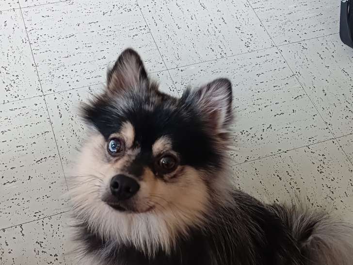 Chien Spitz Allemand mâle à vendre