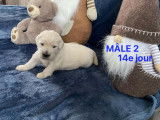 Chiots Golden Retriever LOF à vendre