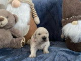 Chiots Golden Retriever LOF à vendre