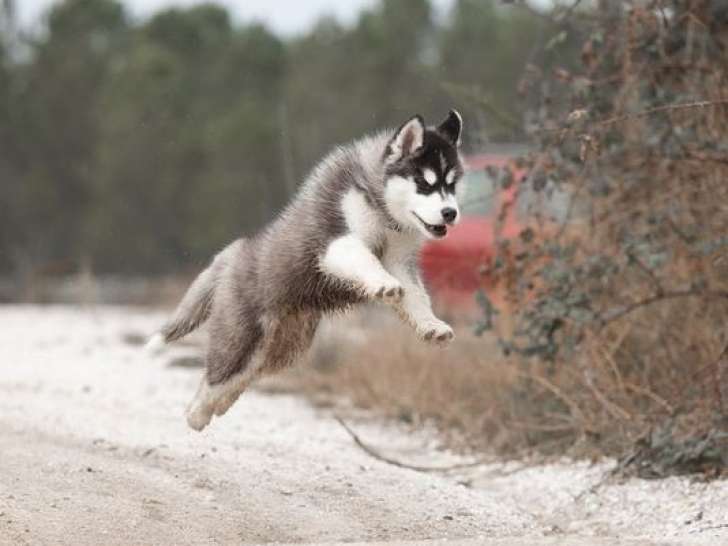 Chiot mâle Husky de Sibérie noir et blanc LOF à vendre