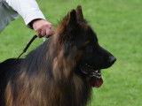 Quoran, mâle Berger Allemand disponible pour saillie
