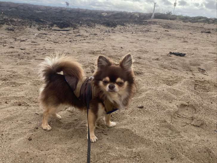 Mâle Chihuahua disponible pour saillie