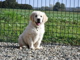Disponibles à la vente 2 chiots Golden Retrievers LOF