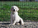 Disponibles à la vente 2 chiots Golden Retrievers LOF