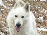 Chien adulte Berger Blanc Suisse de 6 ans LOF disponible à la vente