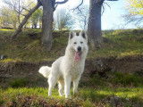 Chien adulte Berger Blanc Suisse de 6 ans LOF disponible à la vente