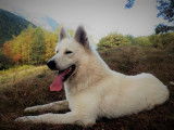 Chien adulte Berger Blanc Suisse de 6 ans LOF disponible à la vente