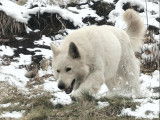 Chien adulte Berger Blanc Suisse de 6 ans LOF disponible à la vente