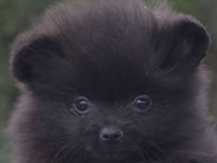 ✨ Adorables femelles Spitz naines typées Pomeranian ✨