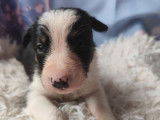 2 chiots Border Collies LOF à réserver