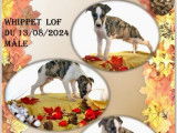 7 chiots Lévriers Whippets disponibles à la vente (LOF)