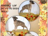 7 chiots Lévriers Whippets disponibles à la vente (LOF)