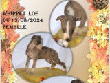 7 chiots Lévriers Whippets disponibles à la vente (LOF)