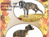 7 chiots Lévriers Whippets disponibles à la vente (LOF)