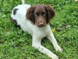 Des chiots Munsterlander LOF à vendre
