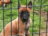 13 chiots Bergers Belges Malinois LOF à réserver