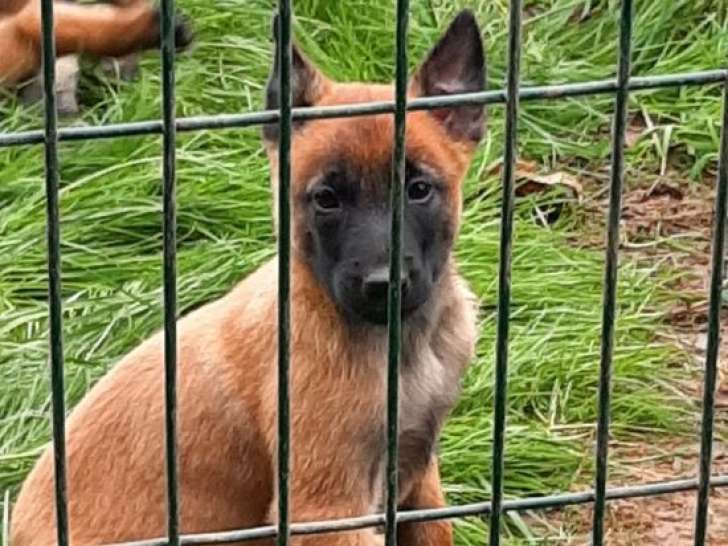 13 chiots Bergers Belges Malinois LOF à réserver