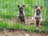 13 chiots Bergers Belges Malinois LOF à réserver