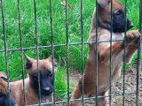 13 chiots Bergers Belges Malinois LOF à réserver