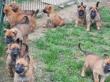 13 chiots Bergers Belges Malinois LOF à réserver