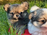 2 chiots Chihuahuas LOF disponibles à la réservation