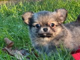 2 chiots Chihuahuas LOF disponibles à la réservation