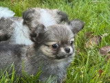 2 chiots Chihuahuas LOF disponibles à la réservation