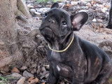 3 chiots Bouledogues Français LOF disponibles à la vente