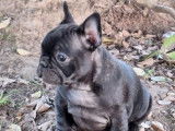 3 chiots Bouledogues Français LOF disponibles à la vente
