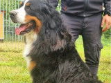 Chien adulte Bouvier Bernois LOF disponible pour une saillie