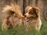 À vendre une chienne Berger Américain Miniature d’un an rouge merle LOF