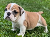 À réserver 8 chiots Bulldogs Anglais fauve charbonné LOF