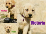 À réserver 3 chiots femelles Labrador Retrievers LOF sable