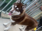Chien de type Husky à donner