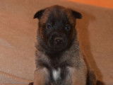 Des chiots Bergers Belges Malinois LOF à réserver