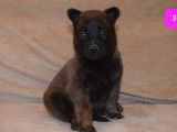Des chiots Bergers Belges Malinois LOF à réserver