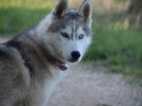 Un chiot femelle Husky de Sibérie disponible à la vente