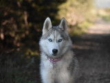 Un chiot femelle Husky de Sibérie disponible à la vente
