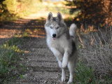 Un chiot femelle Husky de Sibérie disponible à la vente