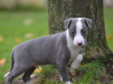 Des chiots Whippets LOF disponibles à la vente