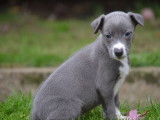 Des chiots Whippets LOF disponibles à la vente